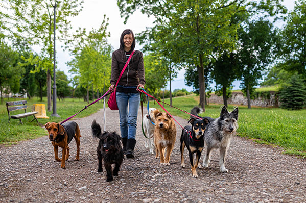 lady walking many dogs in a park