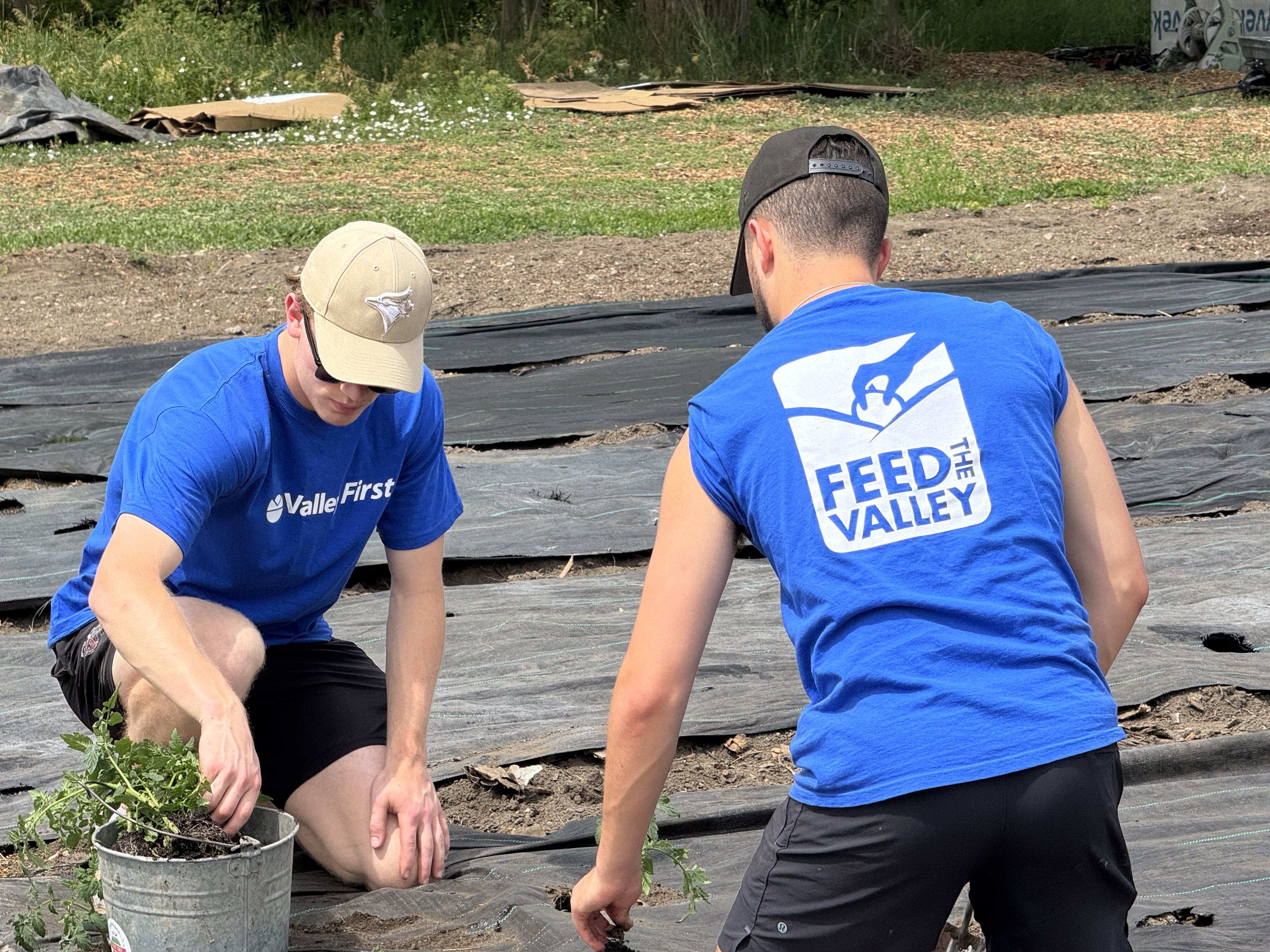 Volunteers planting